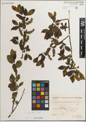 Foto von Salix myrsinifolia Salisb.